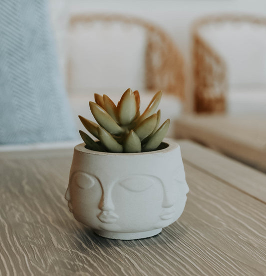 Baby Face Pot & Succulent